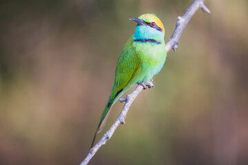Close-up wildlife portrait of a colourful Green bee-eater (Merops orientalis) tropical bird perched on a tree branch in the jungle of Udawalawe National Park, Sri Lanka.