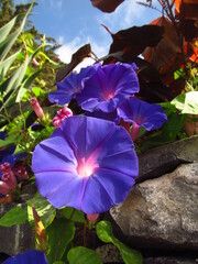 Piękny fioletowy kwiat na tle zieleni i kamienia na Maderze - obrazy, fototapety, plakaty