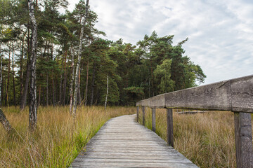 Hiking on the moor adventure trail in the Diersfordter Wald on the Lower Rhine in Germany