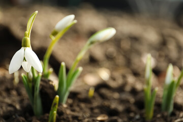 Beautiful snowdrop outdoors, closeup with space for text. Early spring flower