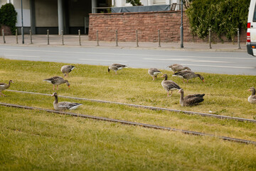 Greylag Geese on a green meadow in city, tram rails, summer, Birds on the territory near residential areas, Eco friendly environment for animals and people, Frankfurt am Main, Germany