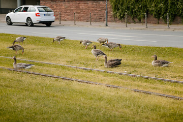 Greylag Geese on a green meadow in city, tram rails, summer, Birds on the territory near residential areas, Eco friendly environment for animals and people, Frankfurt am Main, Germany