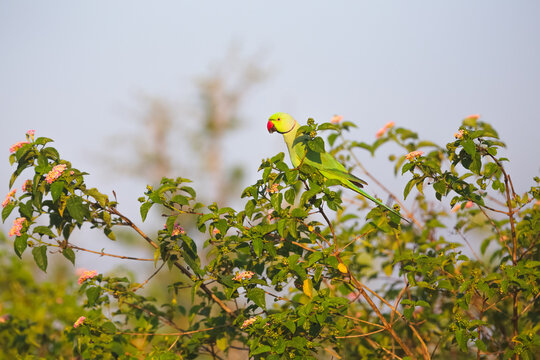 A male Layard's parakeet (Psittacula calthrapae) tropical parrot perched in a tree in Udawalawe National Park, Sri Lanka.