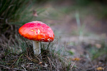 A toadstool in Diersfordter forest in the Lower Rhine in Germany