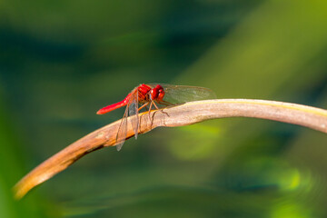 Dragonfly on plants above the pond