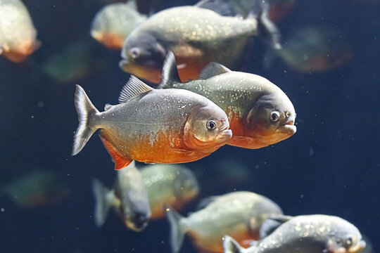 174 最適な 肉食魚 画像 ストック写真 ベクター Adobe Stock 174 最適な 肉食魚 画像 ストック写真 ベクター Adobe Stock