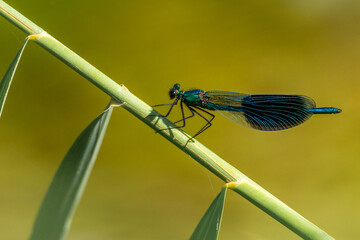 Dragonfly on plants above the pond