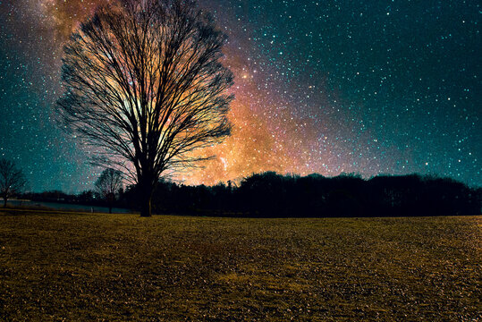 明るい夜空を背景に丘の上に木が立っている風景