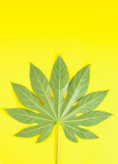 Fototapeta na wymiar A beautiful textured green leaf of a tropical plant that resembles a marijuana leaf on a bright vibrant yellow background. Top view. Flat lay minimal arrangement.