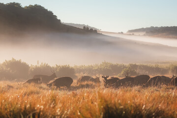Golden morning misty light behind a herd of Sambar Deer (Rusa unicolor) in the countryside...