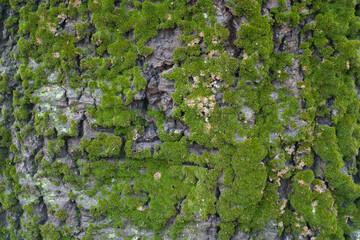 Bark of populus alba with green moss and lichen