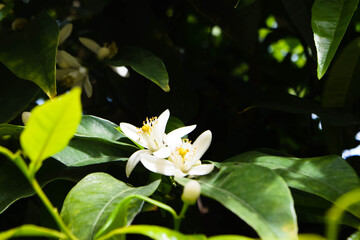 Beautiful Cyprus nature. Citrus flower.