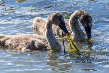 2 young mute swans feeding on algae