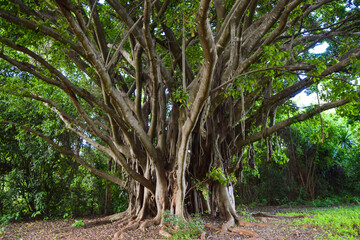 Ficus chirindensis fig tree in Zimbabwe