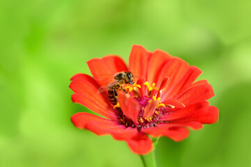 .Bee and flower. Close up of a large striped bee collecting pollen on a red flower on a Sunny day on a green background. A bee collects honey. Summer and spring backgrounds