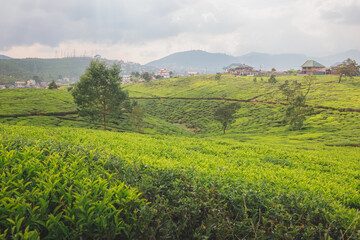 Landscape countryside view of Sri Lankan hill country, tea plantations and Nuwara Eliya village, Sri Lanka.