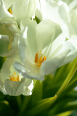 Blooming tulip bud, black and white photography, close-up