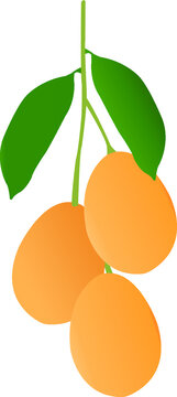 Marian plum or Maprang yellow thai fruit.