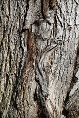 Texture of the bark of an old tree, selective focus.