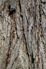 Texture of the bark of an old tree, selective focus.