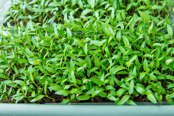 paprika plants in pots on window sill. selective focus.