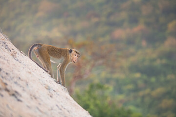A toque macaque monkey (Macaca sinica) on a steep slope at Pidurangala Hill in Sri Lanka.