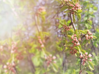 Branches of blossoming pear or apple tree with rose buds and light green leaves