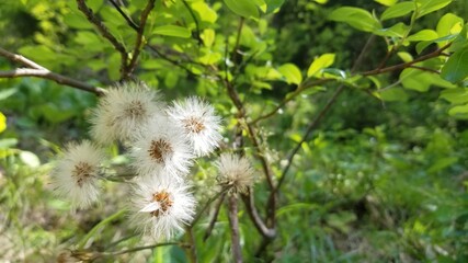 Nature, Mountains, Culture, Followers of Kashmir Pakistan