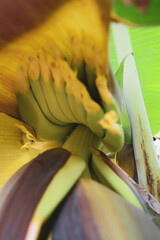 Beautiful Cyprus nature. Banana flower.