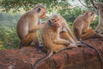 Old world monkey species Toque macaques (Macaca sinica) social grooming in the jungle of Sri Lanka.