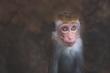 Close-up wildlife portrait of young, scared and sad toque macaque (Macaca sinica) old world monkey in Sri Lanka.