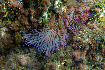 Fototapeta na wymiar Snakelocks anemone (Anemonia viridis) in Mediterranean Sea