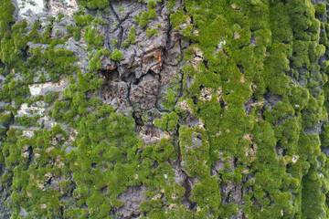 Surface of bark of populus alba with green moss