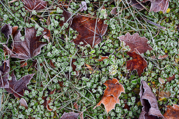 leaves covered with frost