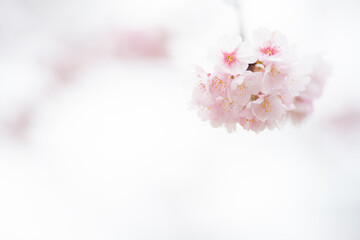 満開の安行桜　3月