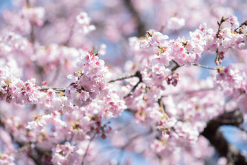 Obraz premium 満開の安行桜