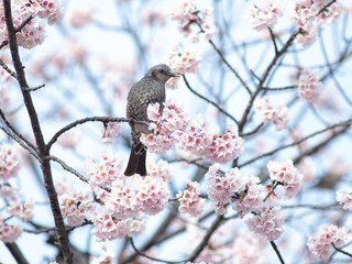 満開の安行桜　3月