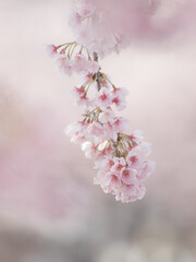 満開の安行桜　3月