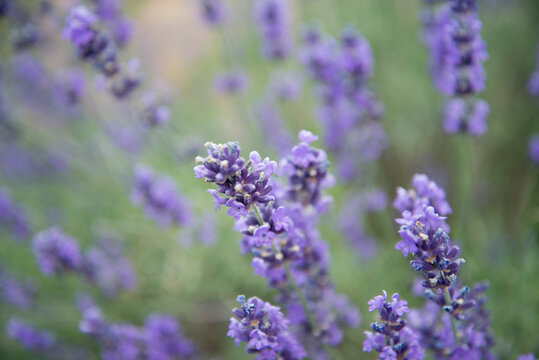 lavanda