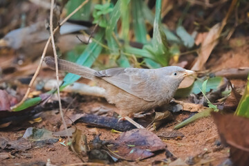 Close-up wildlife portrait of a Yellow-billed babbler (Argya affinis) on a forest floor in Sri Lanka, South Asia.