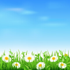 Landscape With Grass And Camomiles, Vector Illustration