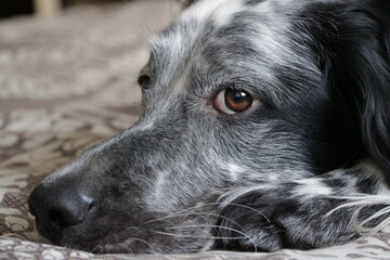 Favorite English setter named Ra