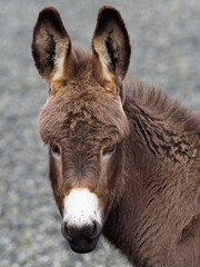 Fototapeta premium Cute Baby Donkey