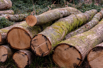 Chestnut coppice industry