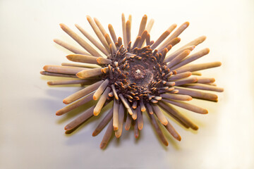 The shell of the sea urchin Heterocentrotus (Latin: Heterocentrotus trigonarius) with sharp needles in a stripe is isolated on a white background. Paleontology marine animals.