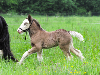 Obraz na płótnie Canvas Pretty Young Foal