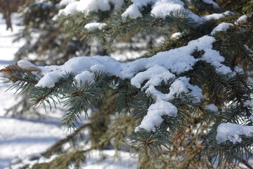 Some snow on branches of blue spruce in February