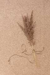 Elegant soft light autumn background with dry beige reeds on wood board, top view, border.