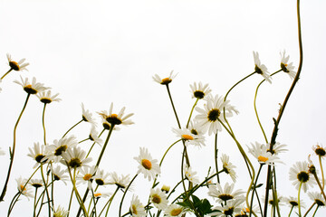 Many daisies and sky
