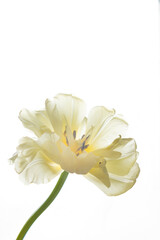 White delicate tulip on a white background. Transparent petals for advertising cosmetics and body care. Vertical photo and copy space.